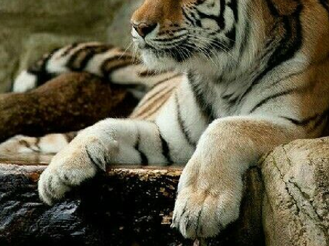 ✵ TotSS Bio Sheet ✵ Tiger ✵