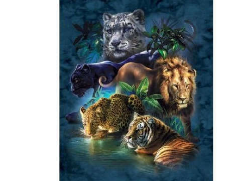  Animals slideshow
