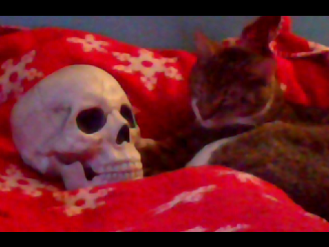 HAPPY HALLOWEEN FROM KITTIES!