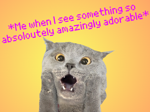 *When I see something adorable**