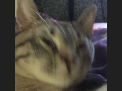 more of my cats