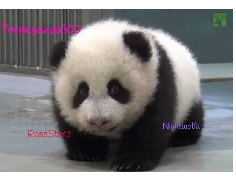 Sign if you are against PANDA POACHING! REMIX REMIX remix remix
