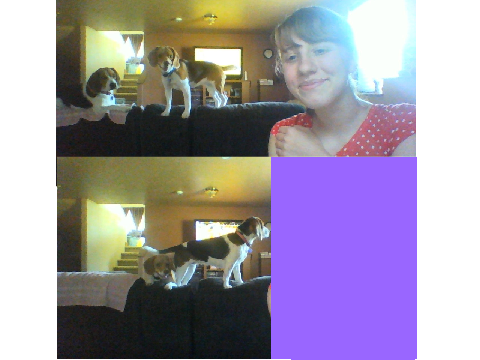 My puppies