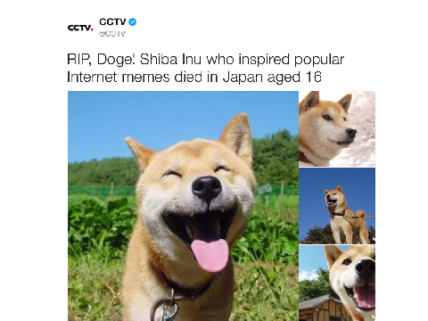 Doge Memes!