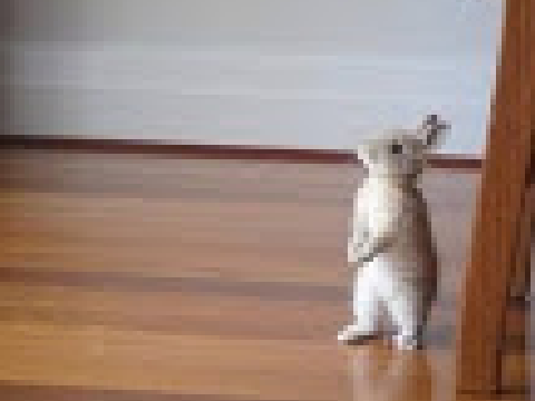 Photo de lapin pour un concours