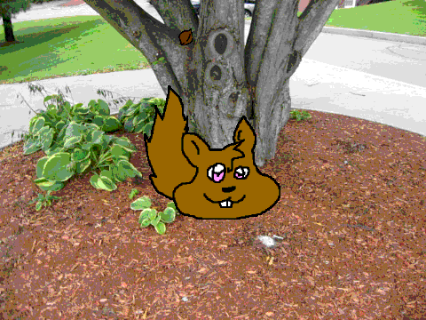 Feed Squirllo