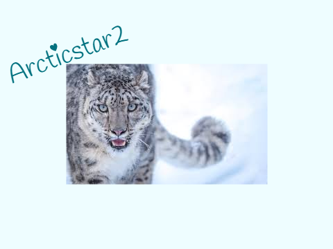 Protect Snow Leopards!