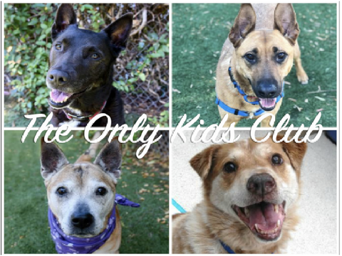 Dog people THUMBAIL contest