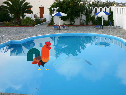 chickens in the pool part 2