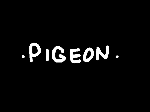 Pigeon 