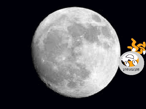 moon cat
