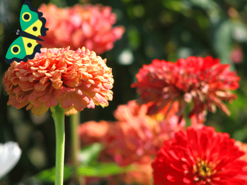 Butterfly says YEET!