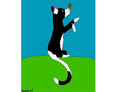 Oreo: the potato balancing cat