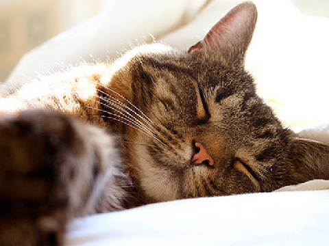 cat purring