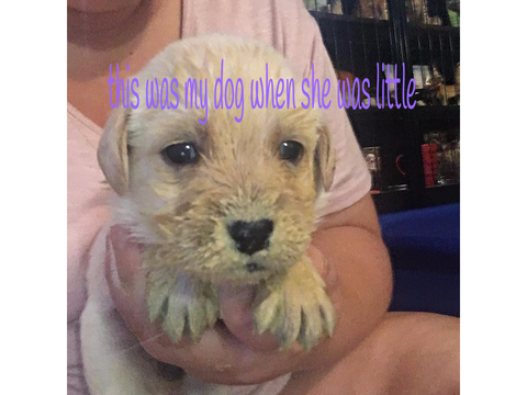 my dog