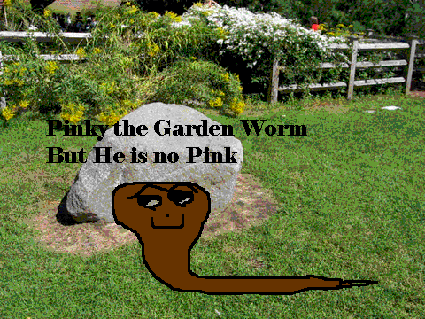 Pink Garden Worm