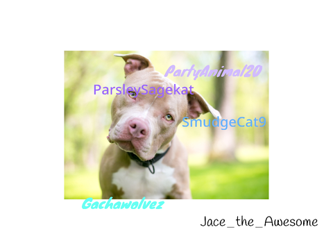 Sign if you care about pit bulls remix remix remix