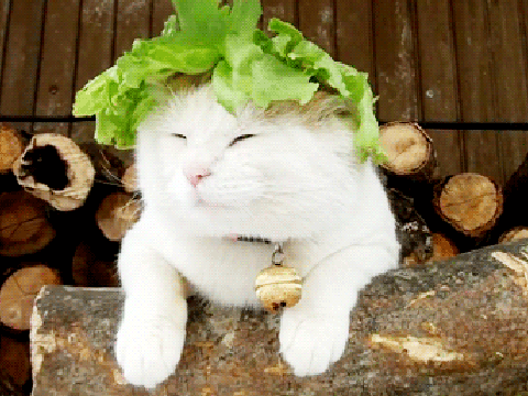 lettuce cat