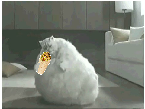 Cat eats a burrito!