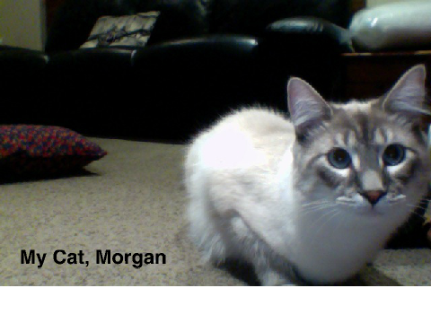 My Cat