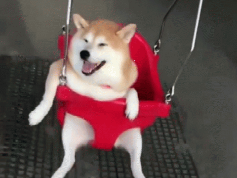 A shiba Swinging Forever