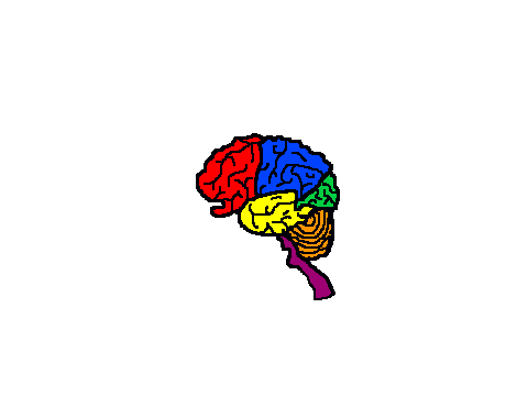 BRAIN by Daisy and Ella