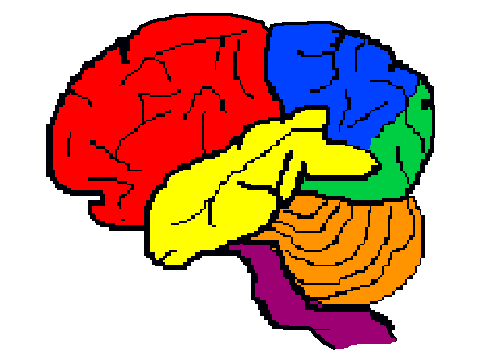 BRAIN: Sydney and Sean