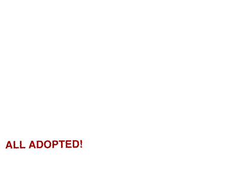 Adoptables