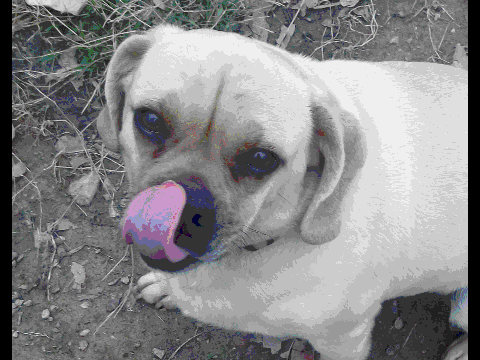 my dog Champ
