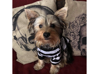 My doggo!