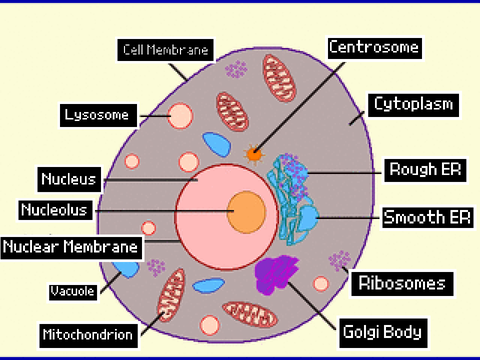 Cell Parts (For my School Project)