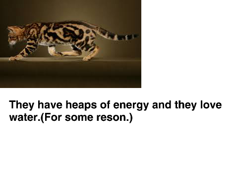 Cat guide 1 bengal