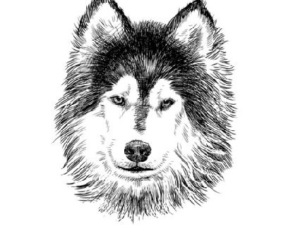 Hand drawn drawing by @pegasus45 for @ShastaWolf