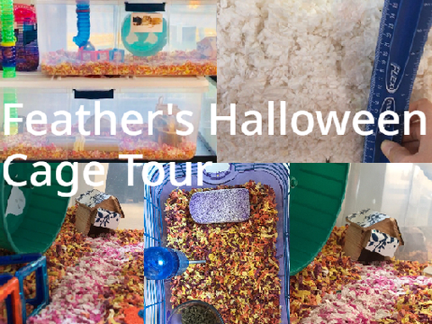 -Feather's Halloween Cage Tour-