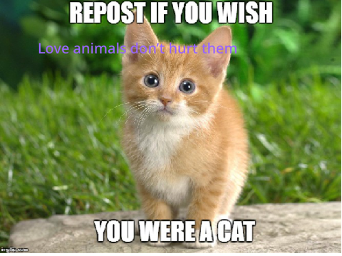 Remix If You Wish You Were A Cat! remix remix remix remix remix remix remix
