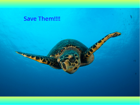 SAVE THE TURTLES PART 2!!!!!