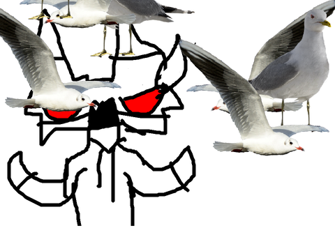 Seagulls meme!!