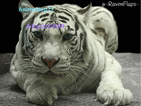 Sign In If You Want To Protect Tigers! remix remix