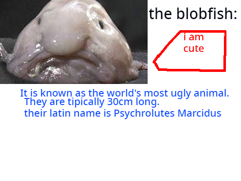 the blobfish