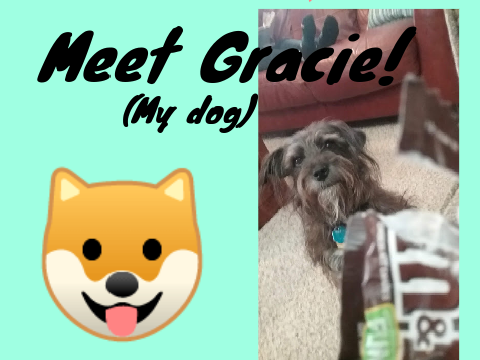 Meet Gracie (my dog)