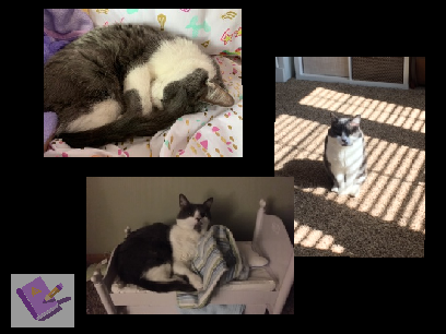 My cat, Gracie