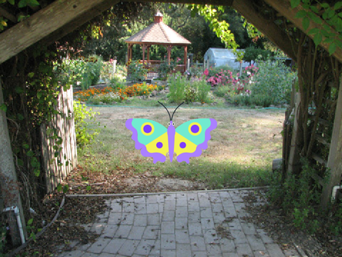 Color Moth