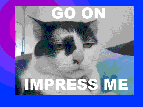 Scratch cat is not impresed