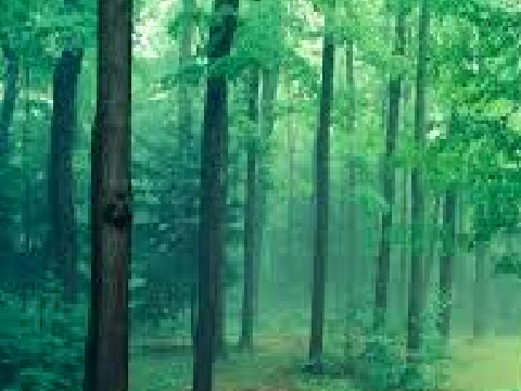 forest glade