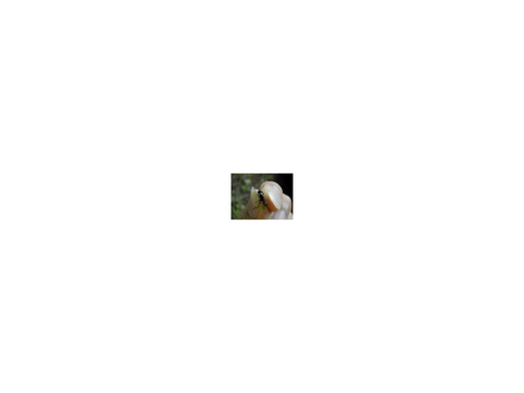 大きさ比較-20210118