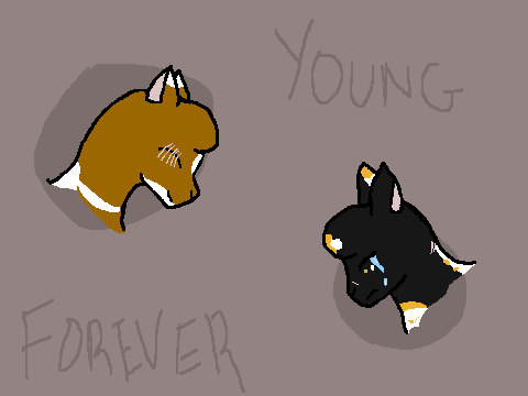 y o u n g  f o r e v e r :: maple, rose