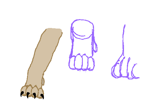 Paws practice?