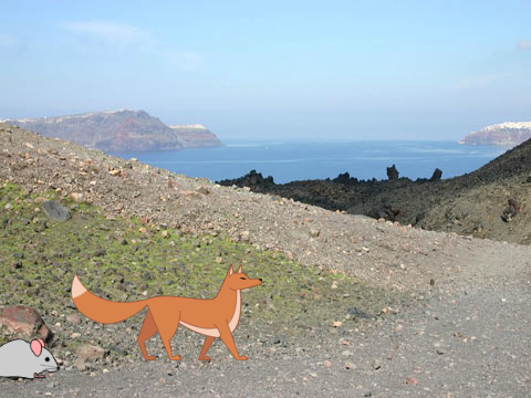 Fox Dude
