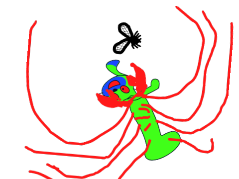 spooder caj