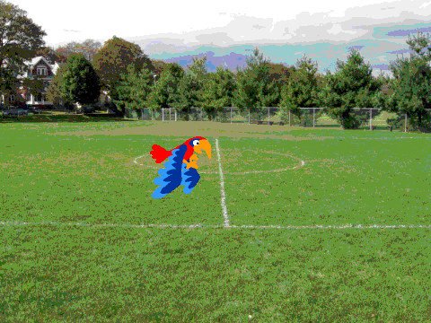 parrot flying